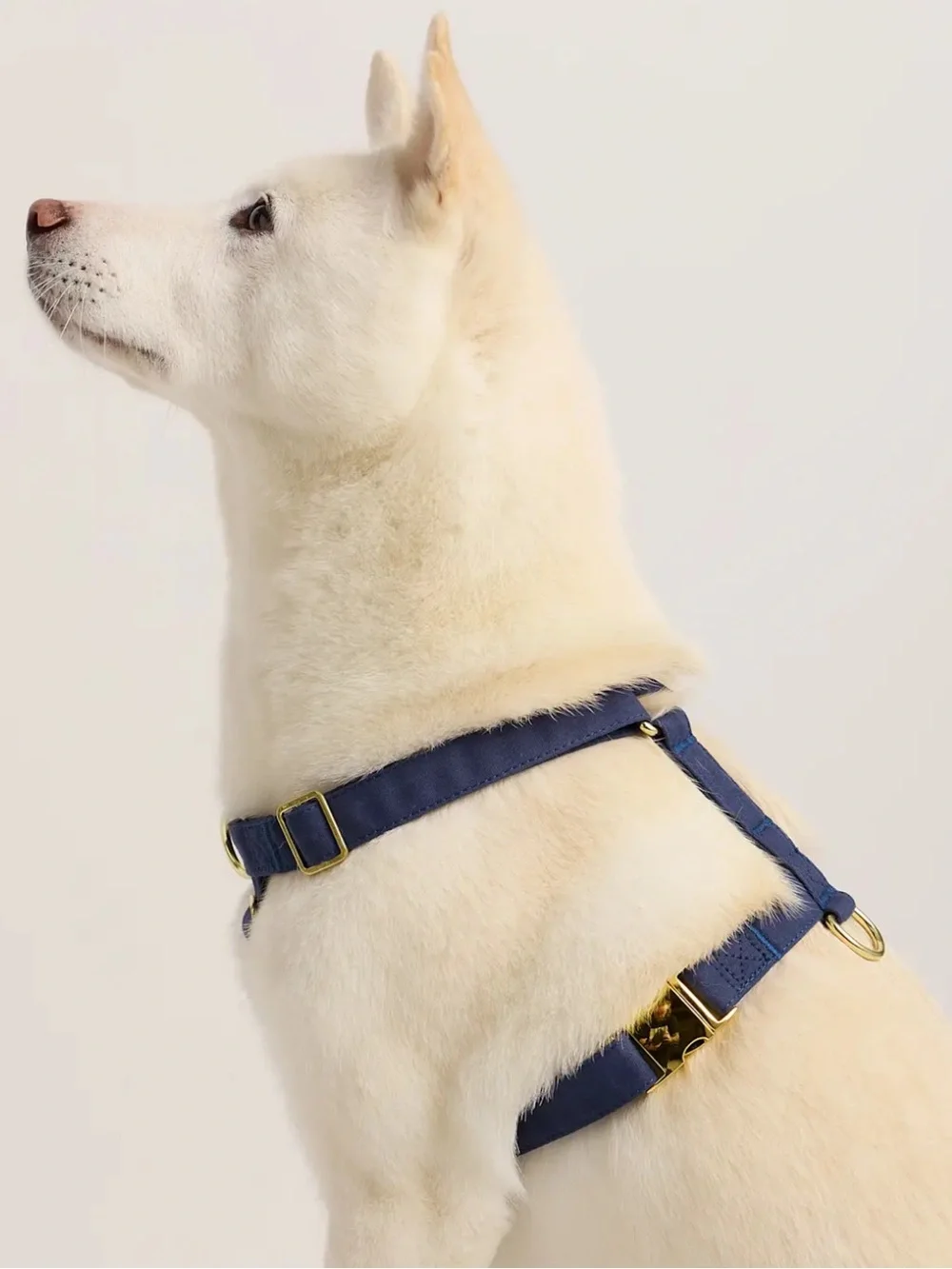 Quince 100% Cotton Wrapped Nylon Dog Harness Navy Blue - Large